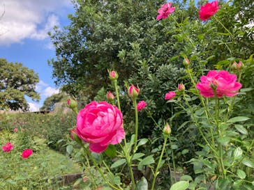 いばらきフラワーパークに投稿された画像（2024/10/12）