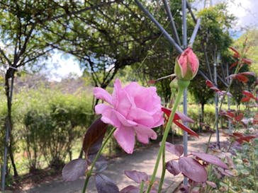 いばらきフラワーパークに投稿された画像（2024/10/12）