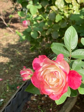 いばらきフラワーパークに投稿された画像（2024/10/12）