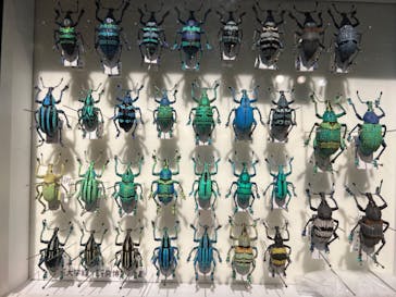 特別展「昆虫 MANIAC」（国立科学博物館）に投稿された画像（2024/10/12）