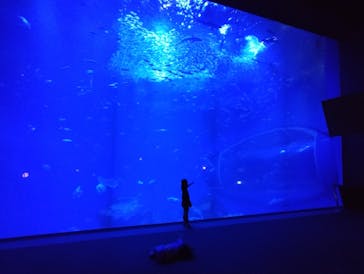 アクアワールド茨城県大洗水族館に投稿された画像（2024/10/12）