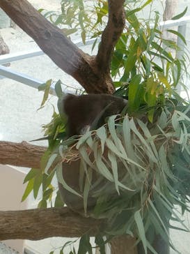 淡路ファームパーク イングランドの丘に投稿された画像（2024/10/12）