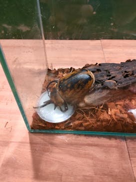 淡路ファームパーク イングランドの丘に投稿された画像（2024/10/12）