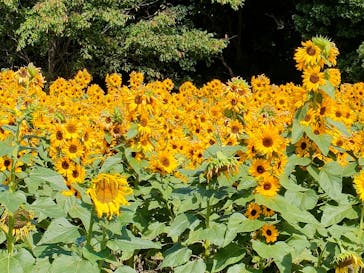 淡路ファームパーク イングランドの丘に投稿された画像（2024/10/12）