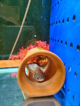 淡路ファームパーク イングランドの丘に投稿された画像（2024/10/12）