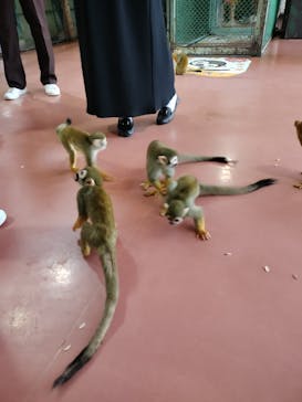 那須ワールドモンキーパークに投稿された画像（2024/10/12）