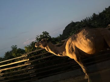 群馬サファリパークに投稿された画像（2024/10/12）