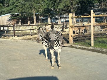 群馬サファリパークに投稿された画像（2024/10/12）