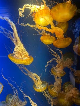 鴨川シーワールドに投稿された画像（2024/10/12）