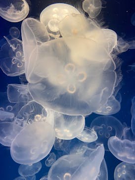 鴨川シーワールドに投稿された画像（2024/10/12）