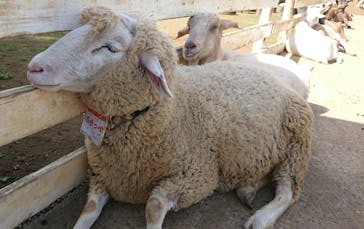 成田ゆめ牧場に投稿された画像（2024/10/12）