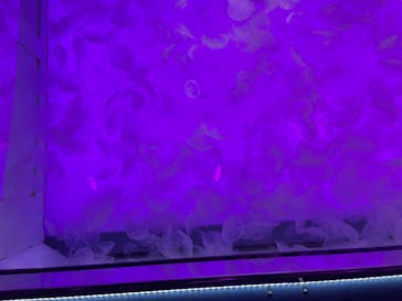 アクアワールド茨城県大洗水族館に投稿された画像（2024/10/12）