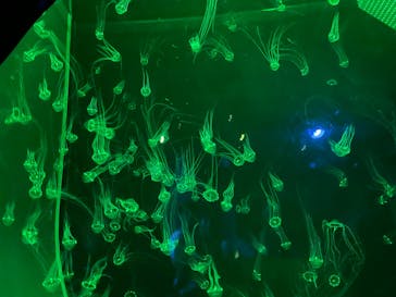 アクアワールド茨城県大洗水族館に投稿された画像（2024/10/12）