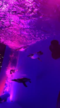 サンシャイン水族館に投稿された画像（2024/10/12）