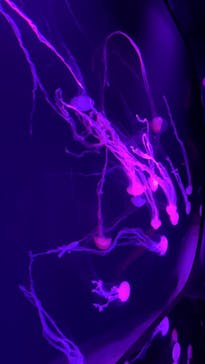 サンシャイン水族館に投稿された画像（2024/10/12）