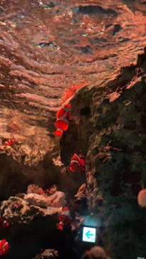 サンシャイン水族館に投稿された画像（2024/10/12）