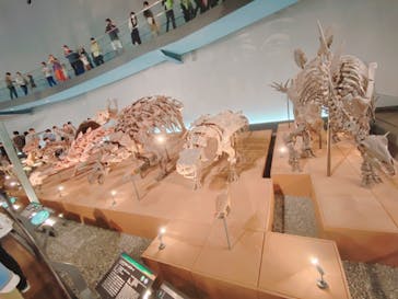 福井県立恐竜博物館に投稿された画像（2024/10/12）