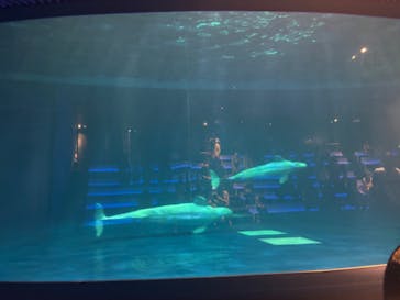 島根県立 しまね海洋館に投稿された画像（2024/10/12）