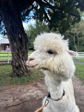大山トム・ソーヤ牧場に投稿された画像（2024/10/12）