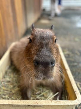 大山トム・ソーヤ牧場に投稿された画像（2024/10/12）