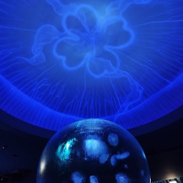 新江ノ島水族館に投稿された画像（2024/10/12）