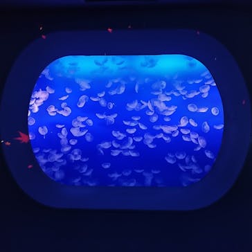 新江ノ島水族館に投稿された画像（2024/10/12）