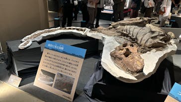 福井県立恐竜博物館に投稿された画像（2024/10/12）