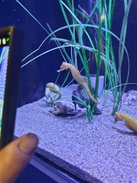 竹島水族館に投稿された画像（2024/10/12）