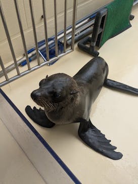 新江ノ島水族館に投稿された画像（2024/10/12）