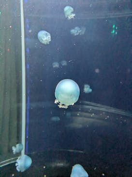 新江ノ島水族館に投稿された画像（2024/10/12）