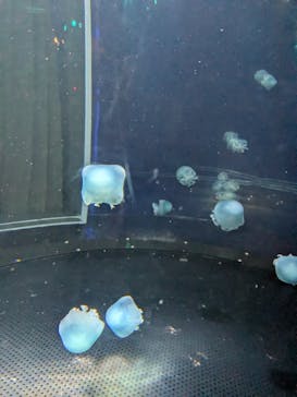 新江ノ島水族館に投稿された画像（2024/10/12）