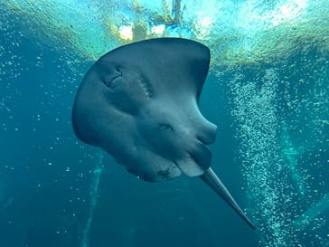 環境水族館アクアマリンふくしまに投稿された画像（2024/10/13）