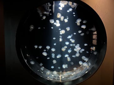 環境水族館アクアマリンふくしまに投稿された画像（2024/10/13）