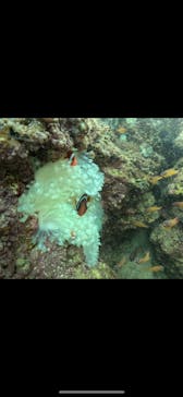 武藤潜水に投稿された画像（2024/10/13）