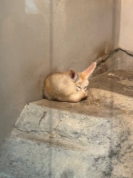 静岡市立日本平動物園に投稿された画像（2024/10/13）