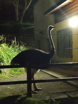 静岡市立日本平動物園に投稿された画像（2024/10/13）
