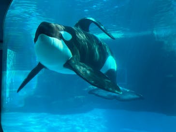 名古屋港水族館に投稿された画像（2024/10/13）