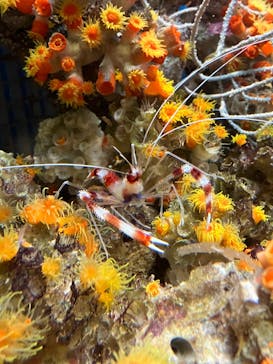 しながわ水族館に投稿された画像（2024/10/13）