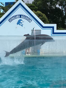 しながわ水族館に投稿された画像（2024/10/13）