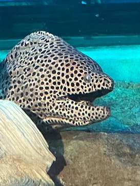しながわ水族館に投稿された画像（2024/10/13）