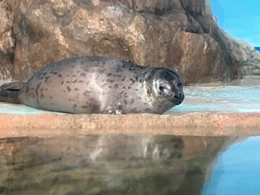 しながわ水族館に投稿された画像（2024/10/13）