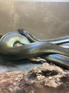 カワスイ 川崎⽔族館に投稿された画像（2024/10/13）