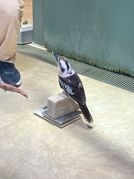 カワスイ 川崎⽔族館に投稿された画像（2024/10/13）
