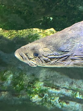 カワスイ 川崎⽔族館に投稿された画像（2024/10/13）