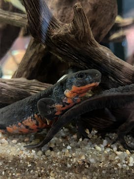 カワスイ 川崎⽔族館に投稿された画像（2024/10/13）