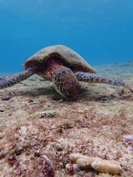 nico 宮古島に投稿された画像（2024/10/13）