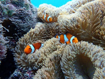 nico 宮古島に投稿された画像（2024/10/13）