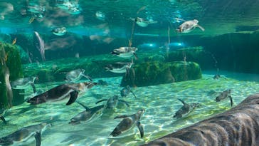 天王寺動物園に投稿された画像（2024/10/13）