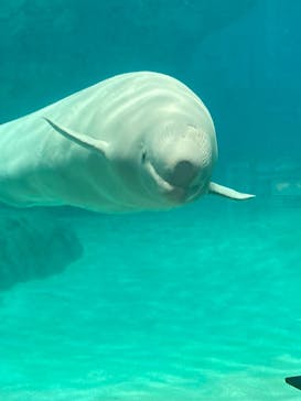 名古屋港水族館に投稿された画像（2024/10/13）