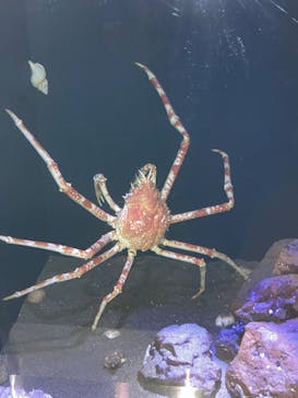 竹島水族館に投稿された画像（2024/10/13）